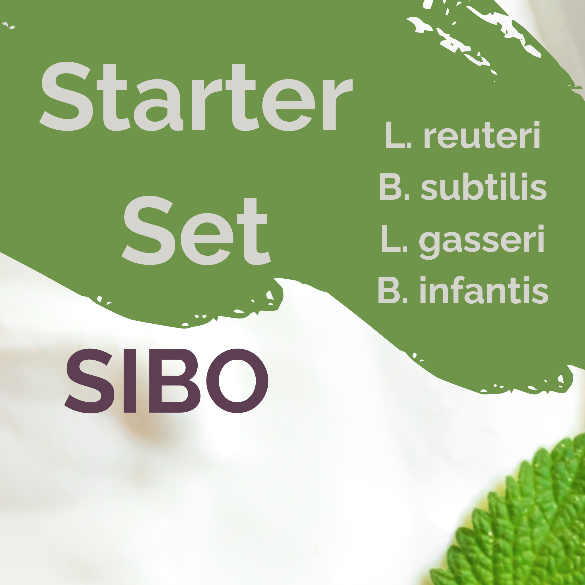 L. reuteri + B. subtilis + L. gasseri + B. infantis | Yogurt Starter Set | SIBO Stable | Starter Cultures | Pack of 3